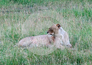 Wild Nature in Maasai Mara National Reserve in Kenya