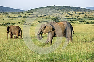 Wild Nature in Maasai Mara National Reserve in Kenya