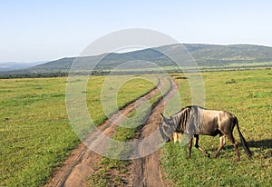 Wild Nature in Maasai Mara National Reserve in Kenya