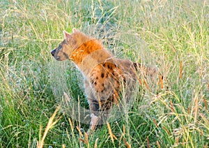 Wild Nature in Maasai Mara National Reserve in Kenya