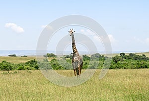 Wild Nature in Maasai Mara National Reserve in Kenya