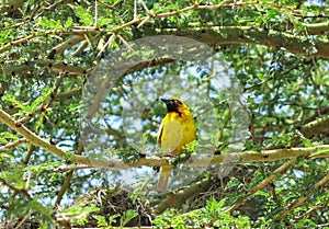 Wild Nature in Maasai Mara National Reserve in Kenya