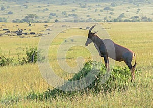 Wild Nature in Maasai Mara National Reserve in Kenya