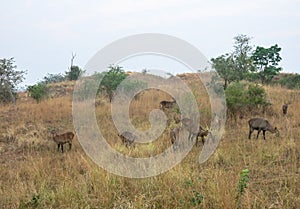 Wild Nature in Maasai Mara National Reserve in Kenya