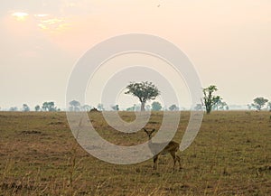 Wild Nature in Maasai Mara National Reserve in Kenya