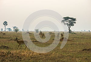 Wild Nature in Maasai Mara National Reserve in Kenya