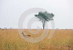 Wild Nature in Maasai Mara National Reserve in Kenya