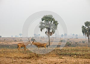 Wild Nature in Maasai Mara National Reserve in Kenya