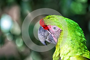 Wild nature. Vibrant parrot at Roatan Honduras. Biodiversity concept. Green parrot tropical bird. Vividly coloured