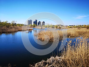 Wild nature vs the city