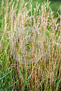 Wild Needle Grass, Nassella tenuissima