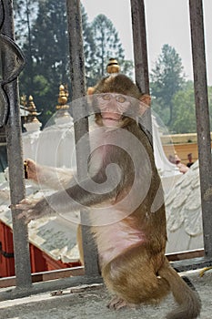 The wild Nepalese Monkey in the Temple at Kathmandu
