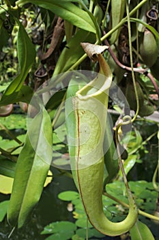 Wild Nepenthes mirabilis Pitcher carnivorous flytrap plant