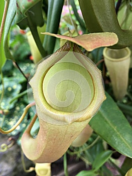 Wild Nepenthes mirabilis prey trapping plant