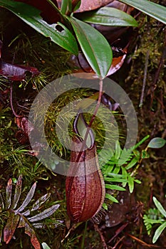 Wild Nepenthes & x28;pitcher plants or monkey cups& x29; found along the hiking trail to Mount Kota Kinabalu Peak, Sabah, Malaysia photo