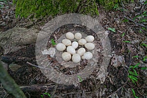 Wild nest