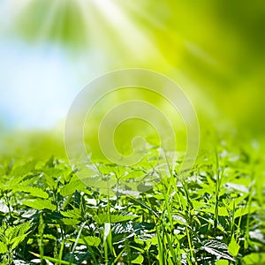 Wild nettle on the meadow