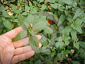 Wild Nettle Patch Outdoors