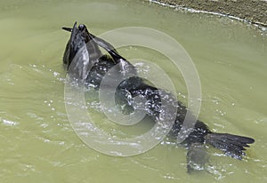 Wild New Zealand Fur Seal - Goolwa Lock