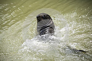 Wild New Zealand Fur Seal - Goolwa Lock