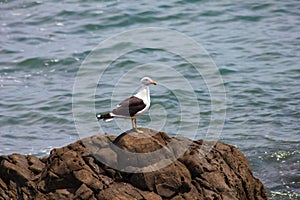 Wild New Zealand seagull standing on brown rock
