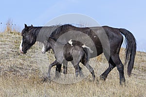 Wild newborn colt in mother in the plains