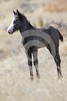 Wild newborn colt in roosevelt national park