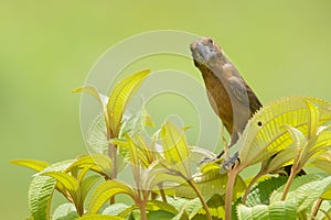 Nicaraguan seed finch photo