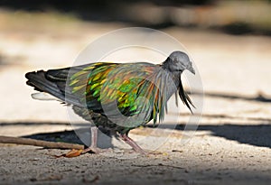 Wild Nicobar pigeon on Similan islands