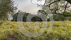 Wild Nilgai antelopes graze on a green meadow in the jungle.