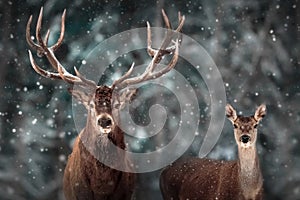 Wild noble deer in a fairytale winter forest.