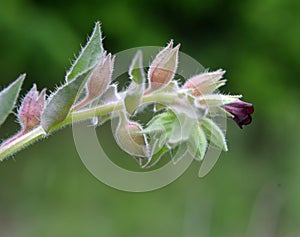 In the wild, nonea pulla blooms