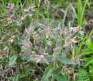 In the wild, nonea pulla blooms