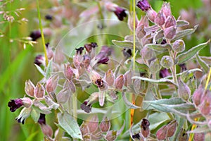 In the wild, nonea pulla blooms