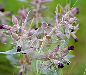 In the wild, nonea pulla blooms