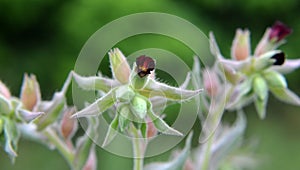 In the wild, nonea pulla blooms