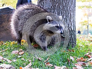 Wild north american raccoon standing on the grass