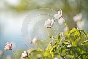 Wild northern anemones or Pulsatilla flowers blooming in spring or summer season in Yakutia Siberia