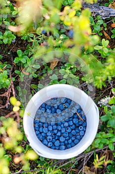 Wild Northern berries of juicy blueberries are collected in a bucket in a bucket among the dense vegetation.