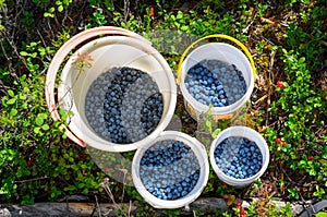 Wild Northern berries of juicy blueberries are collected in buckets among the red berries of cranberries and green grass.