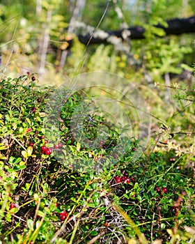 Wild Northern cranberries grow in large numbers on a Sunny hill.