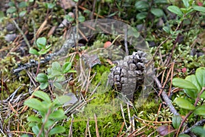 Wild northern deep sweden forest nature pine cone and colorful moss, grass close-up