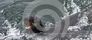 Wild Northern fur seal Callorhinus ursinus on Tuleniy island n