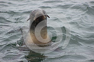 Wild Northern fur seal Callorhinus ursinus on Tuleniy island n