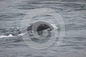 Wild Northern fur seal on Tuleniy island near Sakhalin