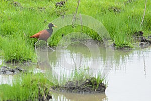 Northern Jacana walking on a soggy meadow photo