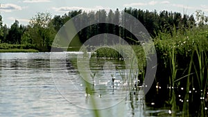 Wild northern river flowing from the lake. Abundant clean stream in Siberia. Summer, an abundance of insects.