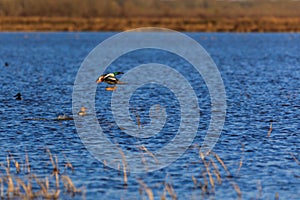 Wild Northern Shoveler duck withing the wildlife management area in Bald Knob, Arkansas.