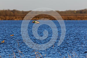 Wild Northern Shoveler duck withing the wildlife managment area in Bald Knob, Arkansas.