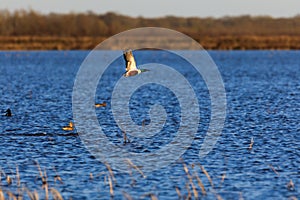 Wild Northern Shoveler duck withing the wildlife managment area in Bald Knob, Arkansas.